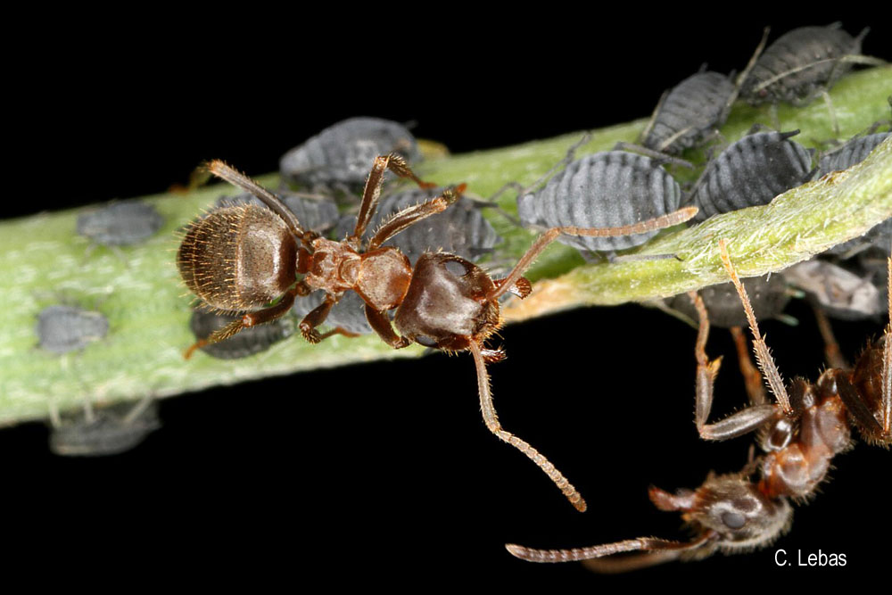 Lasius neglectus